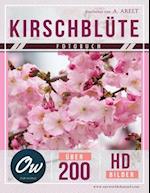 Kirschblüte