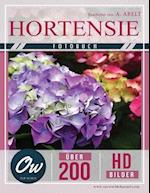 Hortensie