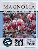 Magnolie