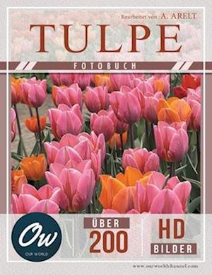 Tulpe