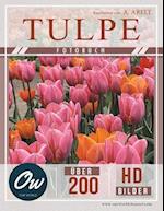 Tulpe