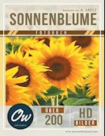 Sonnenblume