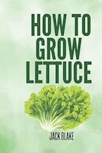 How To Grow Lettuce