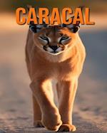 Caracal