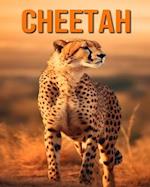 Cheetah