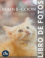 Maine-coon