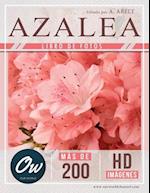 Azalea