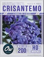 Crisantemo