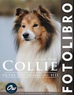 Collie