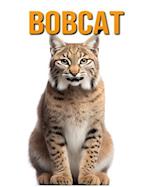 Bobcat