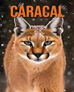 Caracal