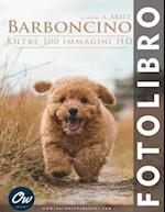 Barboncino