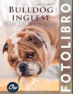 Bulldog inglese