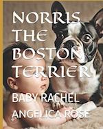 Norris the Boston Terrier