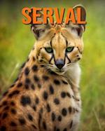 Serval