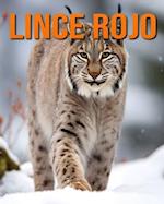 Lince rojo