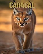 Caracal