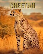 Cheetah