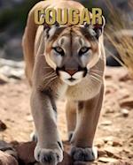 Cougar