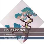 Pinus Pinaster. : 13 Watercolors. 