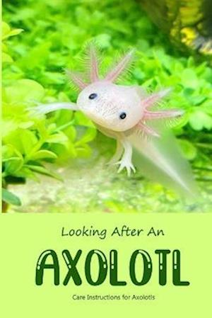 Looking After An Axolotl: Care Instructions for Axolotls