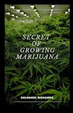 Secret of growing marijuana: The guide to cultivating indoor and outdoor cannabis 