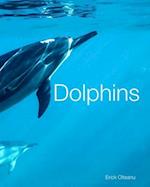 Dolphins: Facts and Photos About This Interesting and Unique Animal 