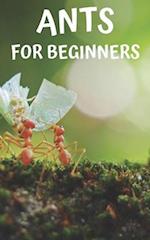 Ants for beginners: Guide to successfully keep ants in an ant farm for novices 