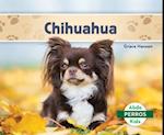 Chihuahuas (Set)