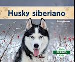 Husky Siberiano