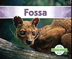 Fossa