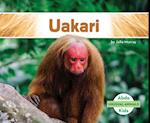 Uakari