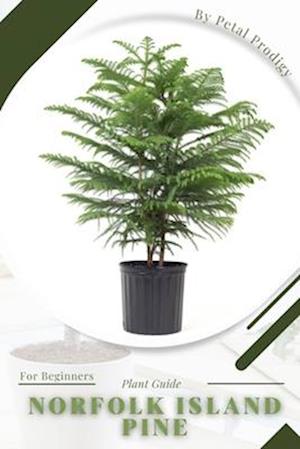 Norfolk Island Pine: Prodigy Petal, Plant Guide