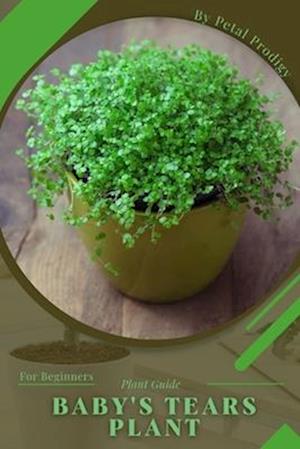 Baby's Tears Plant : Prodigy Petal, Plant Guide