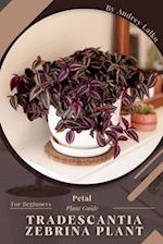 Tradescantia Zebrina Plant: Prodigy Petal, Plant Guide 