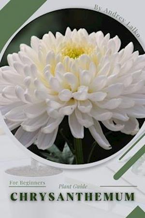 Chrysanthemum: Plant Guide