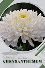 Chrysanthemum: Plant Guide 