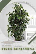 Ficus Benjamina: Plant Guide 