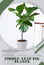 Fiddle-leaf Fig Plants: Plant Guide 