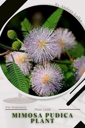 Mimosa pudica plant: Plant Guide