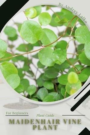 Maidenhair Vine Plant: Plant Guide