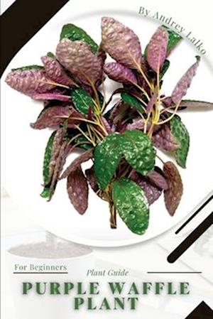 Purple Waffle Plant: Plant Guide