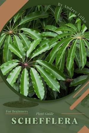 Schefflera: Plant Guide