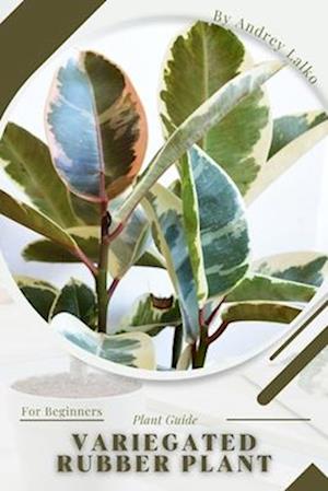 Variegated Rubber Plant: Plant Guide