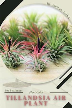 Tillandsia Air Plant: Plant Guide