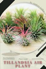 Tillandsia Air Plant: Plant Guide 