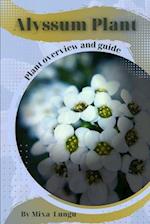 Alyssum Plant: Plant overview and guide 