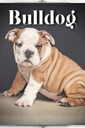 Bulldog: Dog Breed guide