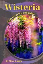 Wisteria: Plant overview and guide 