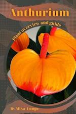 Anthurium: Plant overview and guide 